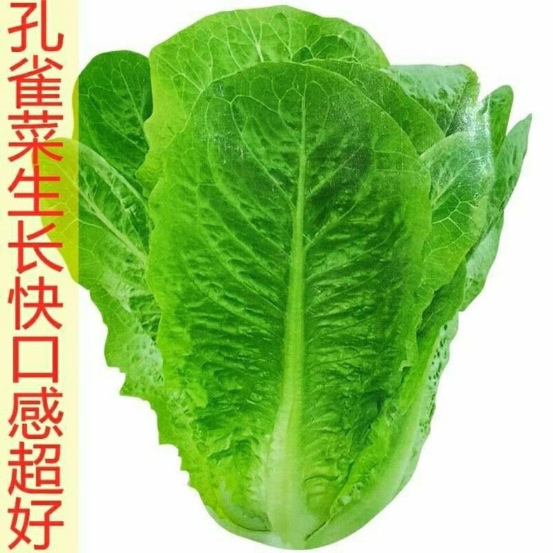 400+ Asian Lettuce seeds 400多粒孔雀菜种子 2023年产