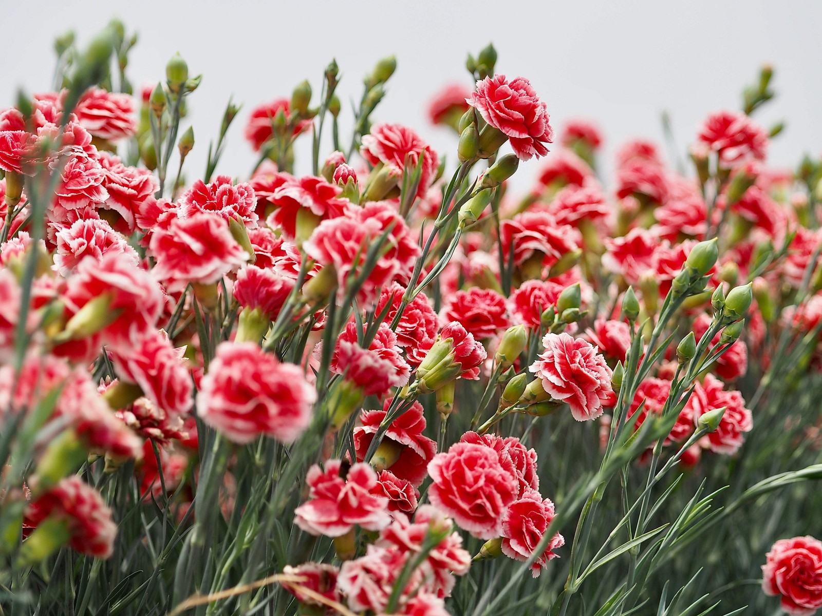 100 Mixed CARNATION / DOUBLE DIANTHUS Chinensis Flower Seeds *Comb S/H
