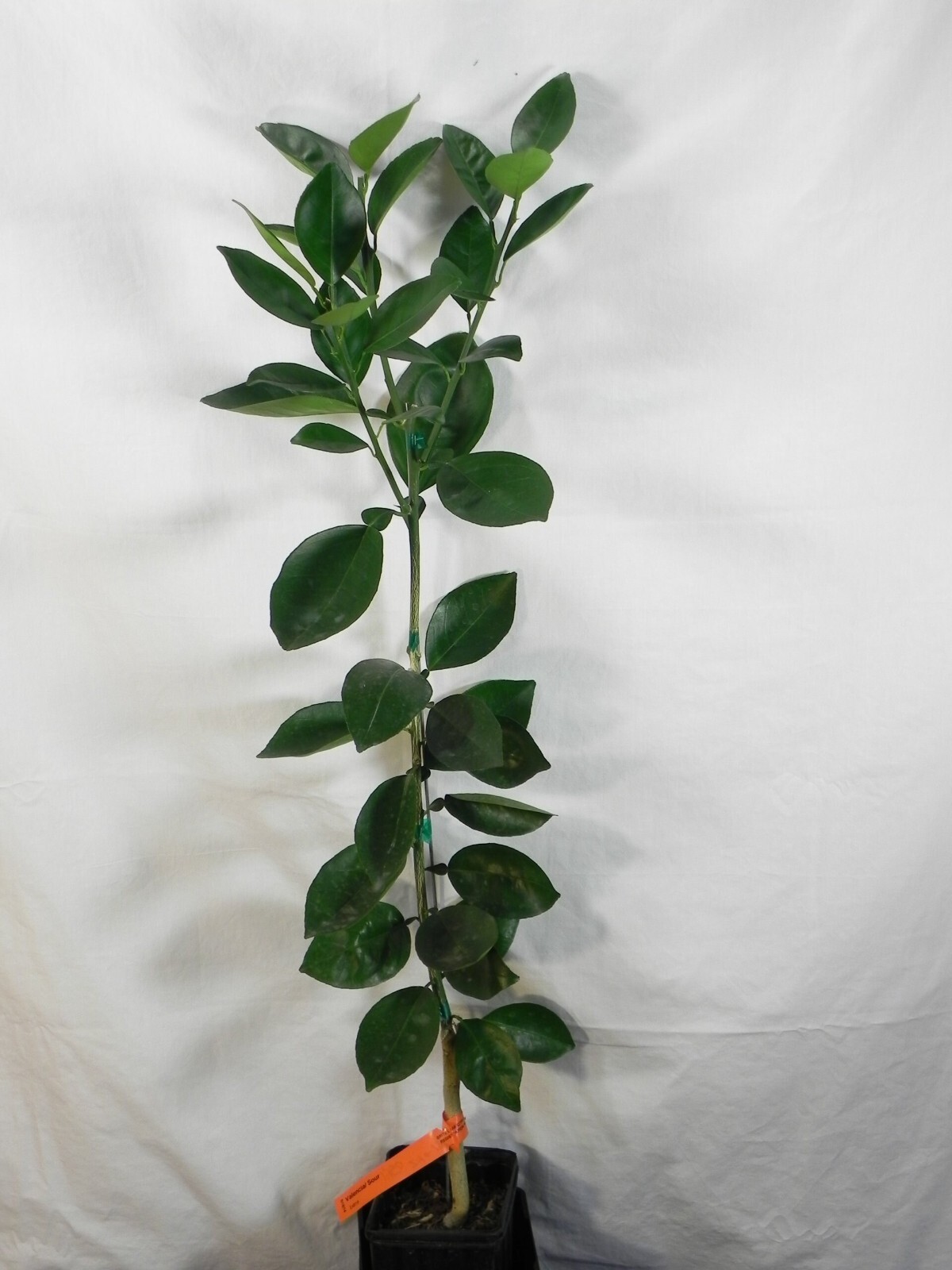 For Texas Only! Washington Navel Semi-Dwarf Orange Tree, 2 yo, 3-4 feet tall