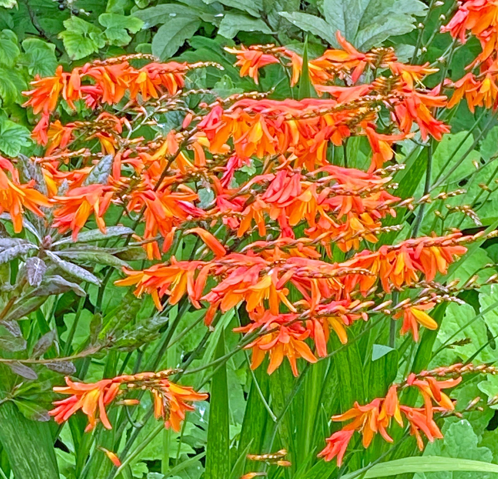 Crocosmia paniculata | Falling Stars | 10 Seeds