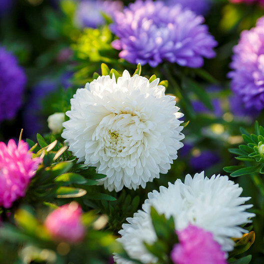 Aster DWARF COLOUR CARPET Mix Low Grow Dwarf Double Compact Non-GMO 200 Seeds