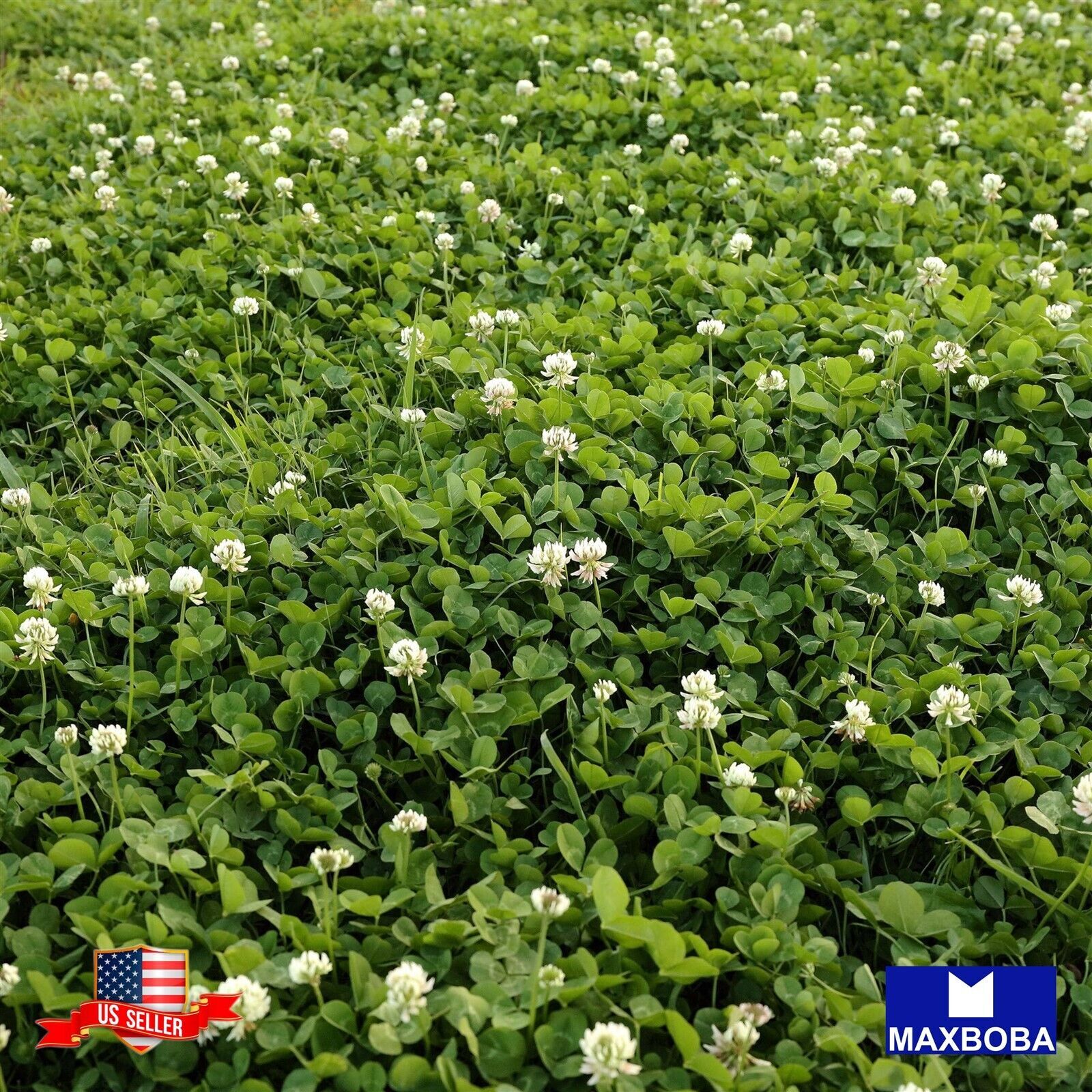 Fresh!! White Dutch Clover Perennial Cover Crop 4000 Seeds Non-GMO
