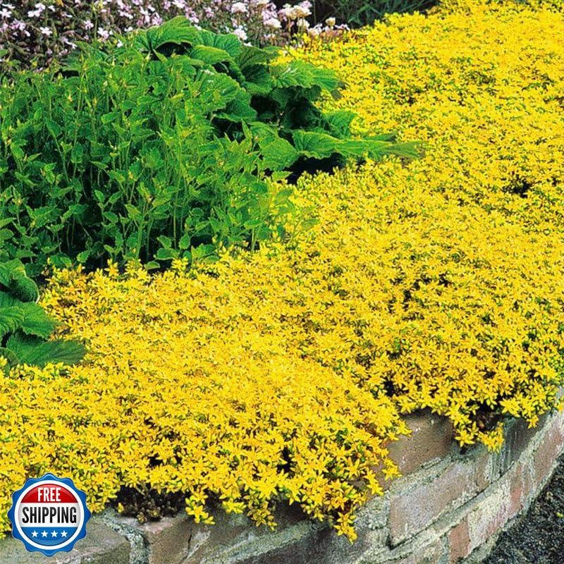 20000+ Bright Yellow Creeping Thyme Seeds Ground Cover-Low Maintenance Perenn