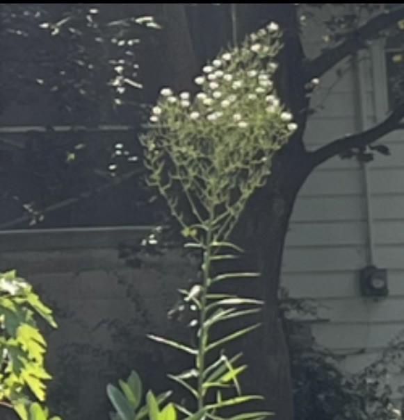 Conyza canadensis – Marestail – Native American – butterfly garden seeds