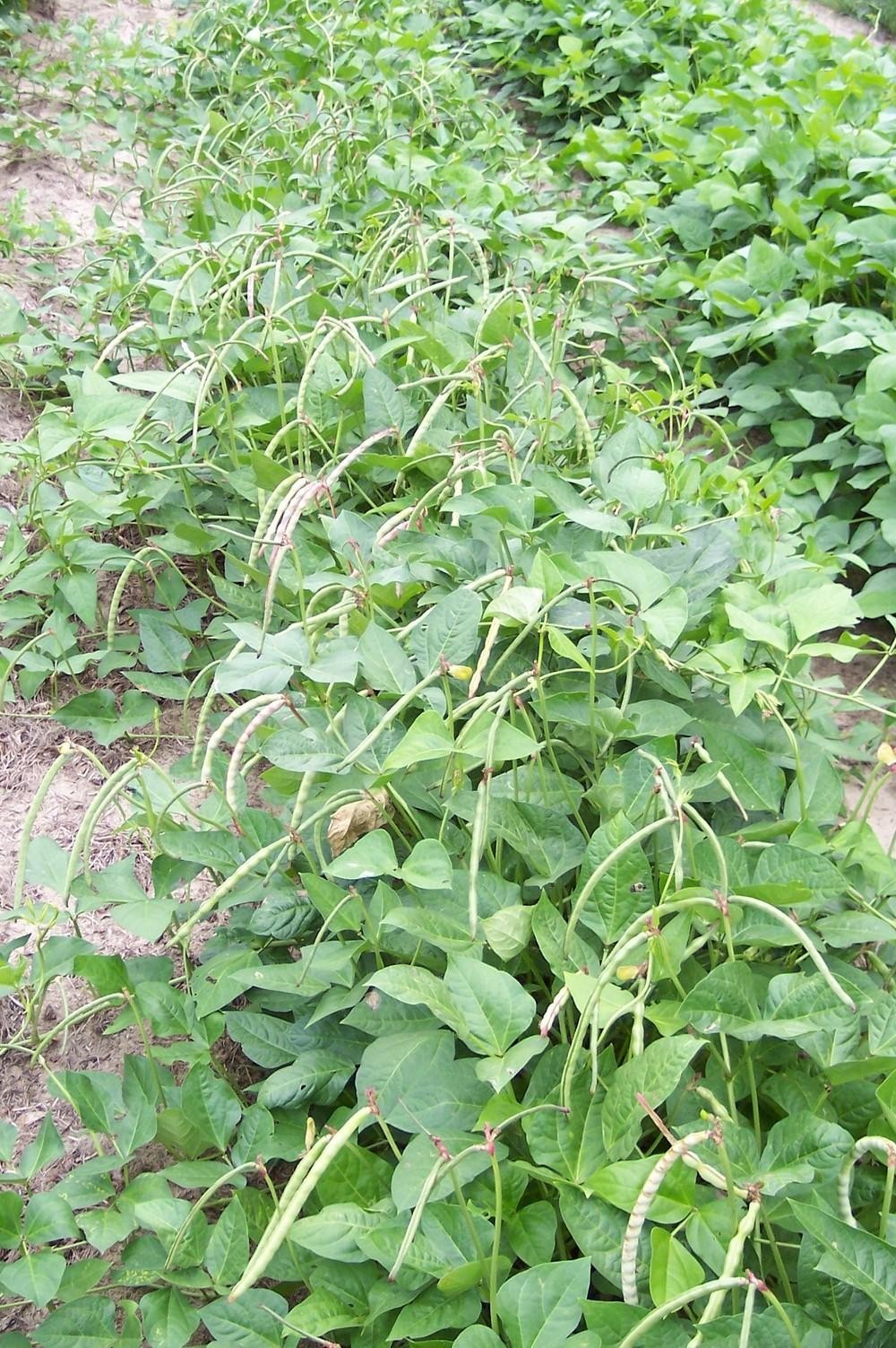 Texas Cream 40 Cowpea Seeds | Southern Field Pea Crowder Cow Pea Cover Seed 2023