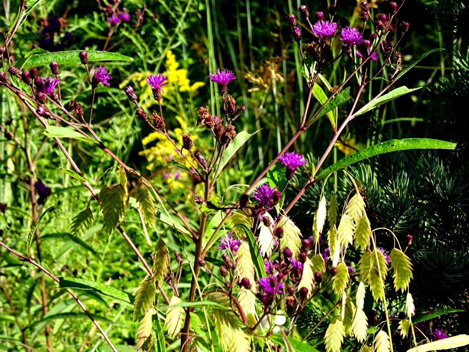 Vernonia noveboracensis New York Ironweed Native Perennial 50 seeds from 2025
