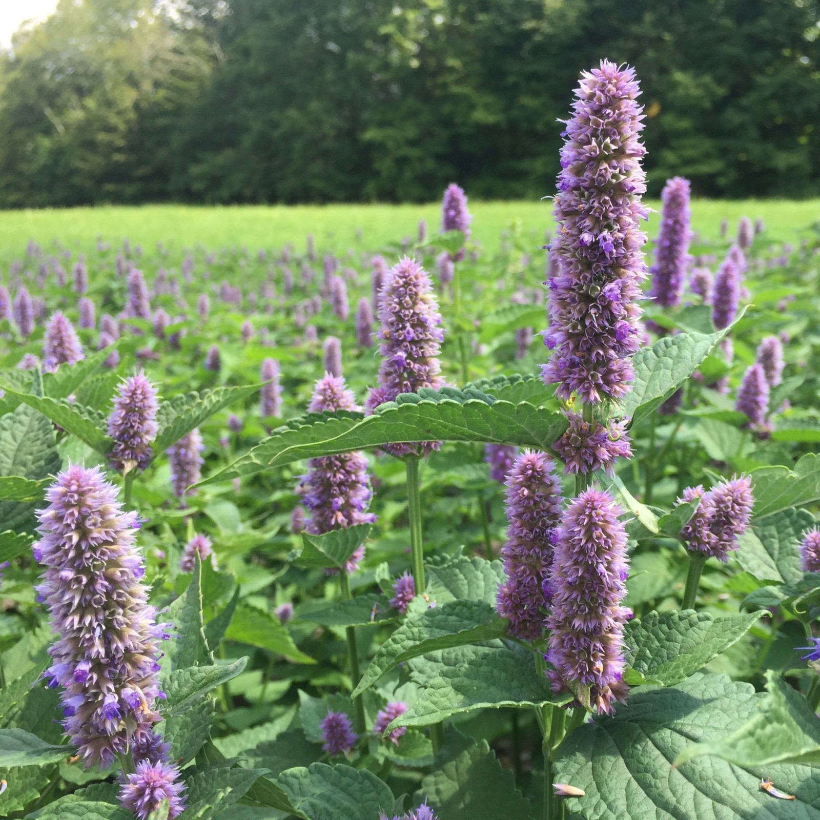 Anise Hyssop Seeds. Free Shipping!