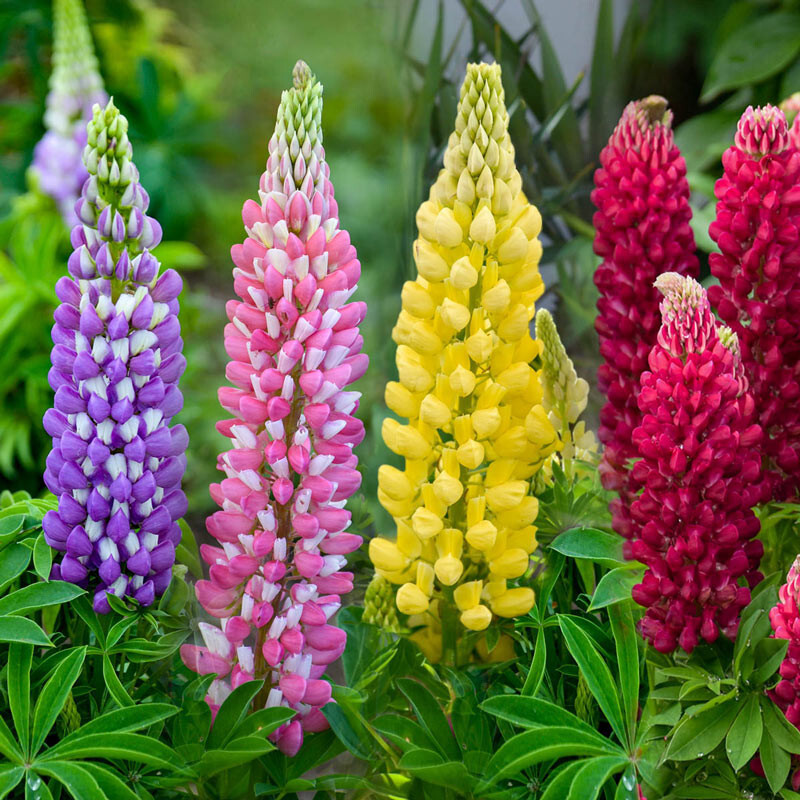 1/2 oz, 500+ seeds Russell Lupine Perennial Mixed Colors Lupinus Polyphyllus