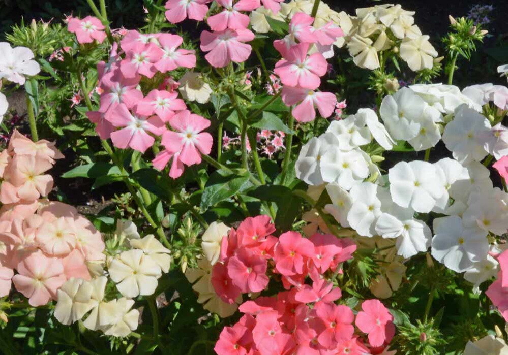 1oz Pastel Shades Mixed Drummond Phlox Drummondii Flower Seeds 15,000+ Seeds