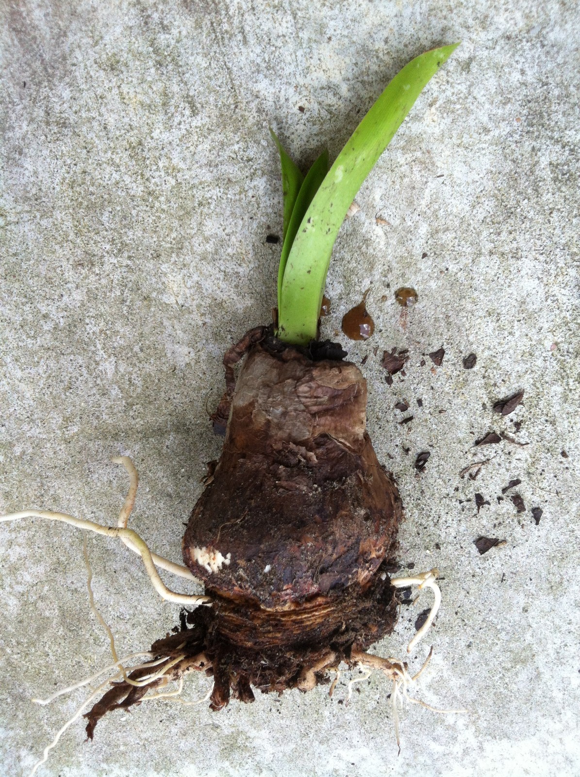White Southern Spider Lily Hymenocallis~1.5″ to 2″ dia Lily Bulb~perennial