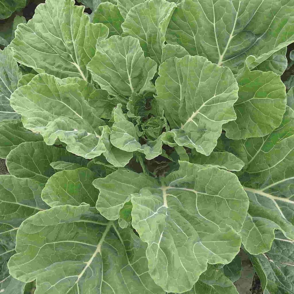 Georgia Southern Collard Seeds, NON-GMO, FREE SHIPPING