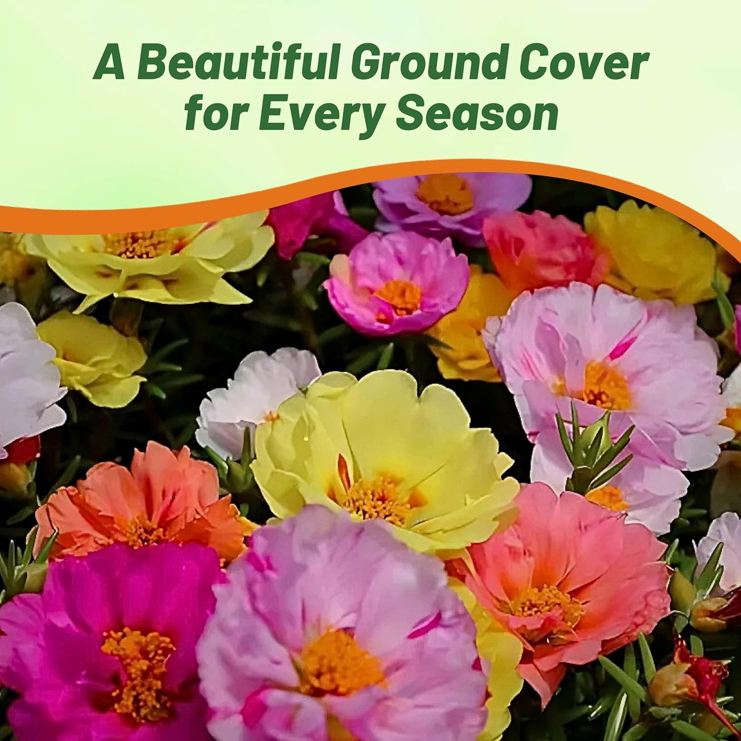 5000 Seeds Moss Rose Portulaca Seed Mix For Planting – Ground Cover Plant