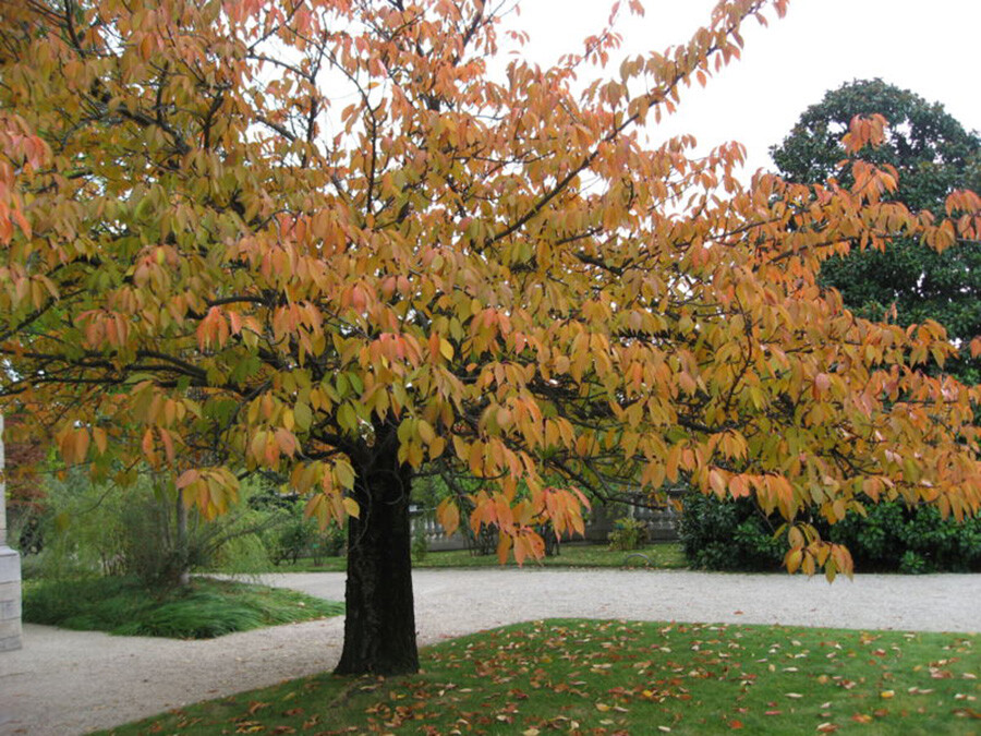 Japanese Flowering Cherry, Prunus serrulata, Tree Seeds