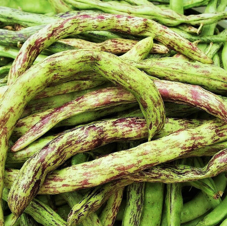 Rattlesnake Bean Seeds, Pole | Vining Purple Green Dragon Runner Beans Seed 2024