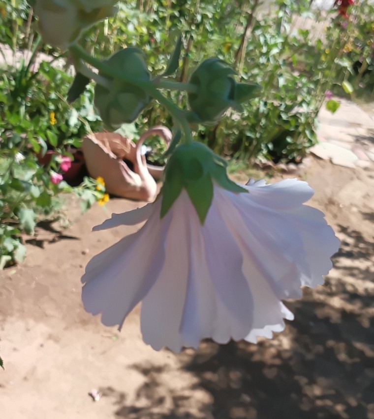 Light Pink Hollyhock – (100+) Seeds 1.5 g.