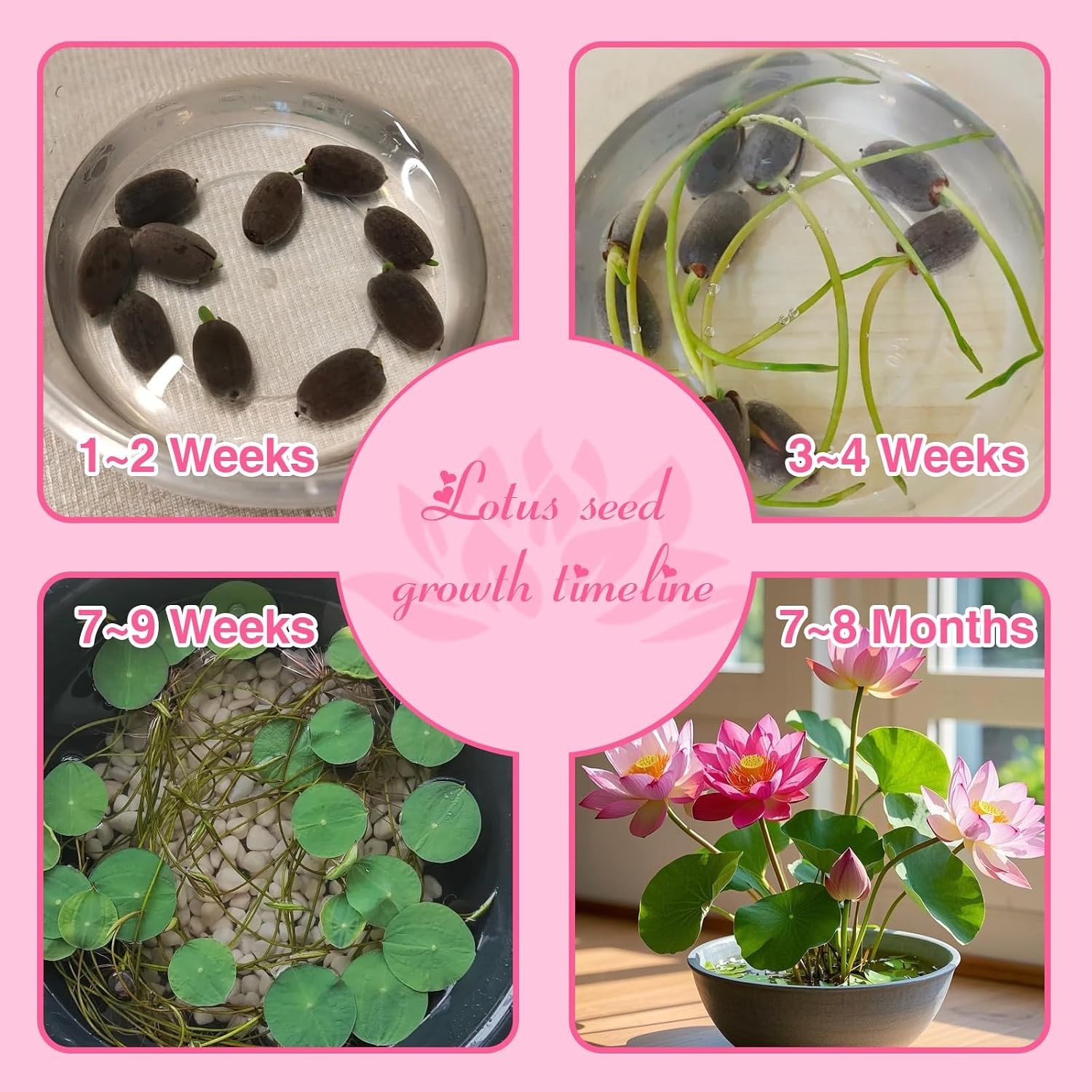 200pcs Lotus Seeds – 10 Unique Varieties