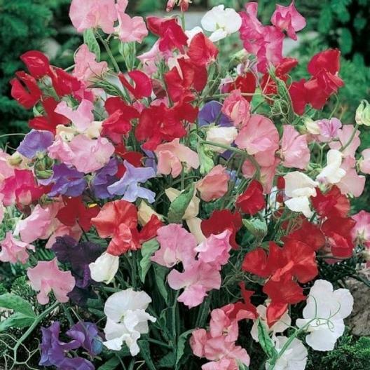 Sweet Pea BIJOU MIX DWARF Variety Lathyrus Heirloom Fragrant Non-GMO 50 Seeds