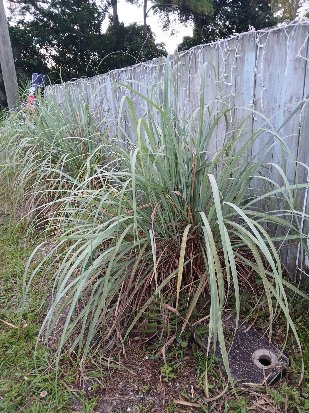 5 Live Lemon Grass Plants Cymbopogon Sereh Healthy Herb for Tea, cooking, bugs