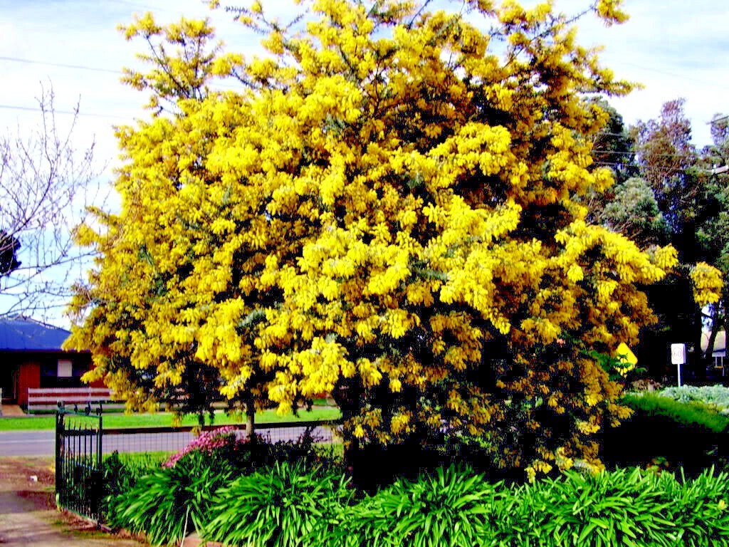 10 GOLDEN MIMOSA Tree Seeds Acacia baileyana Yellow Wattle Flower Fast Growing
