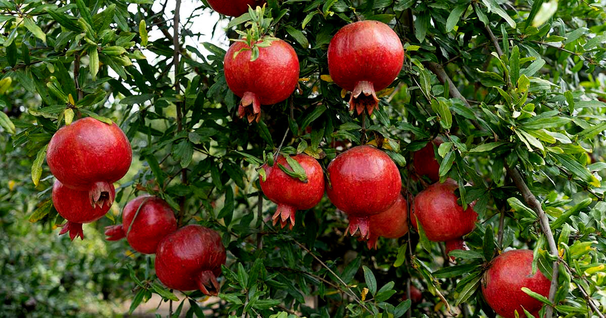 20 DWARF Pomegranate Tree Seeds (Punica granatum) Nana Garden Fruit House Plant
