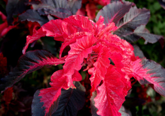 Amaranthus Seeds, Early Splendor, Foliage Plant Seeds, Eye Catching Leaves 75ct