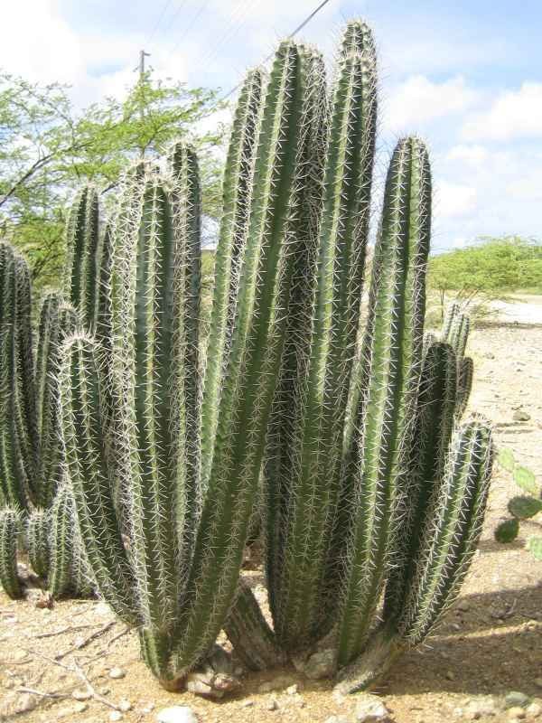 Stenocereus griseus (Mexican Organ Pipe) Cactus Seeds (100 Seeds)