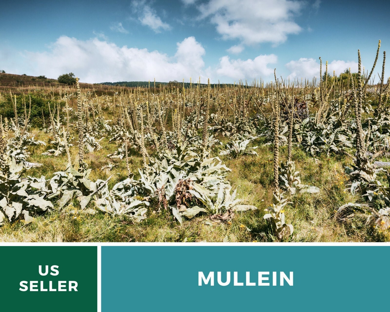 Mullein, Common – Heirloom Seeds – Medicinal Herb Seeds – Non-GMO (Verbascum tha