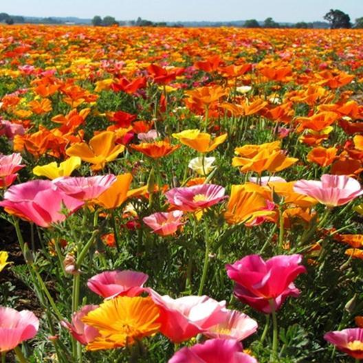 501+CALIFORNIA POPPY MIX Native Wildflower Seeds Flower Garden Patio Container