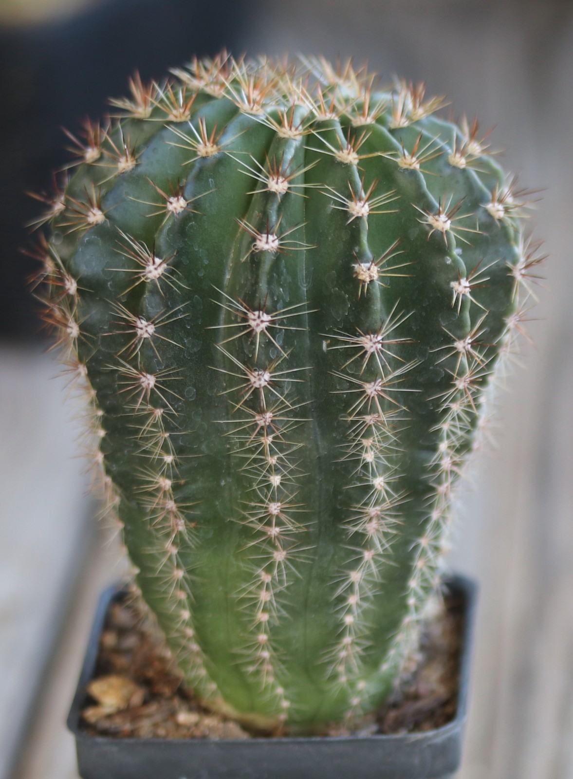 Echinopsis hybrid ‘Ben Hur’