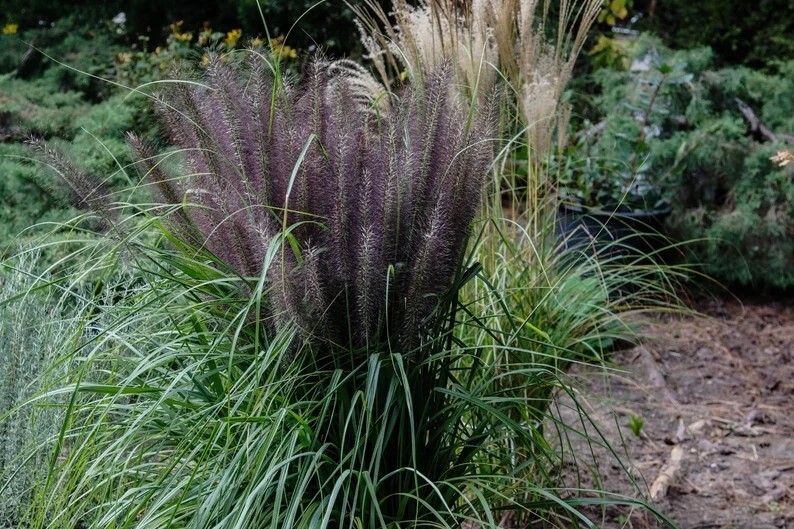 50 Dwarf Black Fountain Grass Seeds. Organic. USA Seeds. Ships free