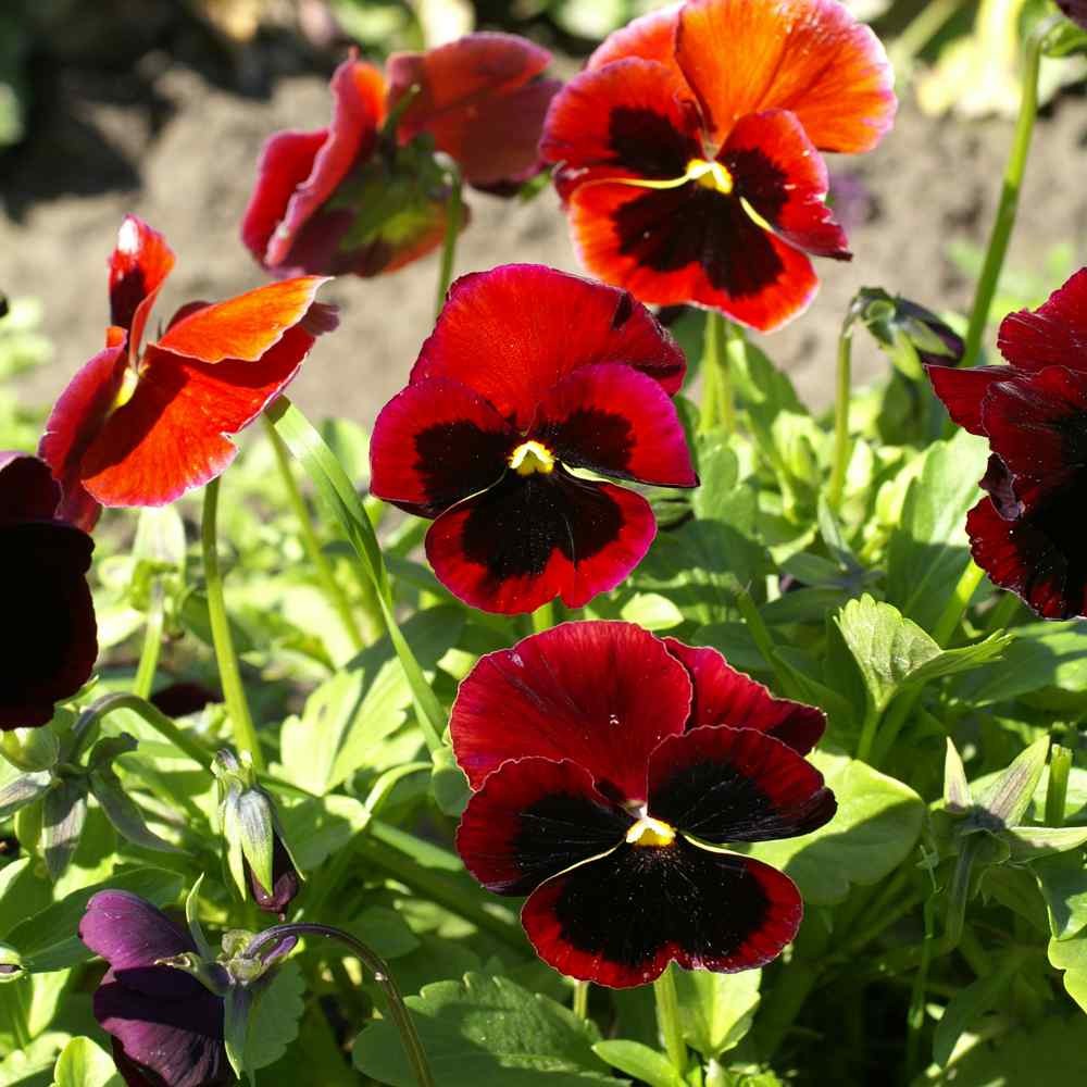 2000 Seeds Pansy Seeds – Swiss Giant Pansy Flower Seed