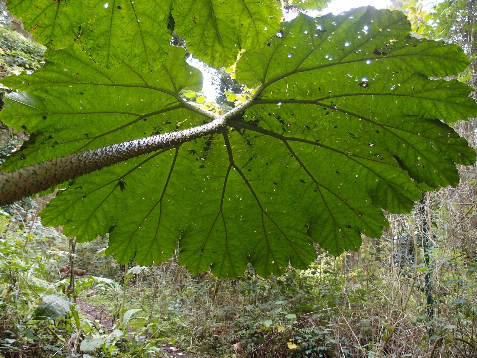 25 Gunnera Manicata Seeds