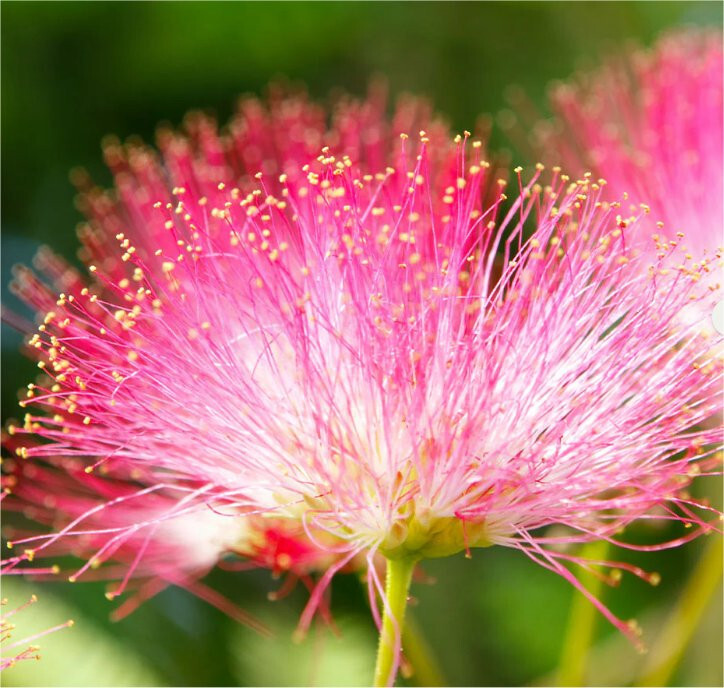 20 “COLD STARIFIED” Chocolate Mimosa Tree Seeds Silk Tree Albizia julibrissin