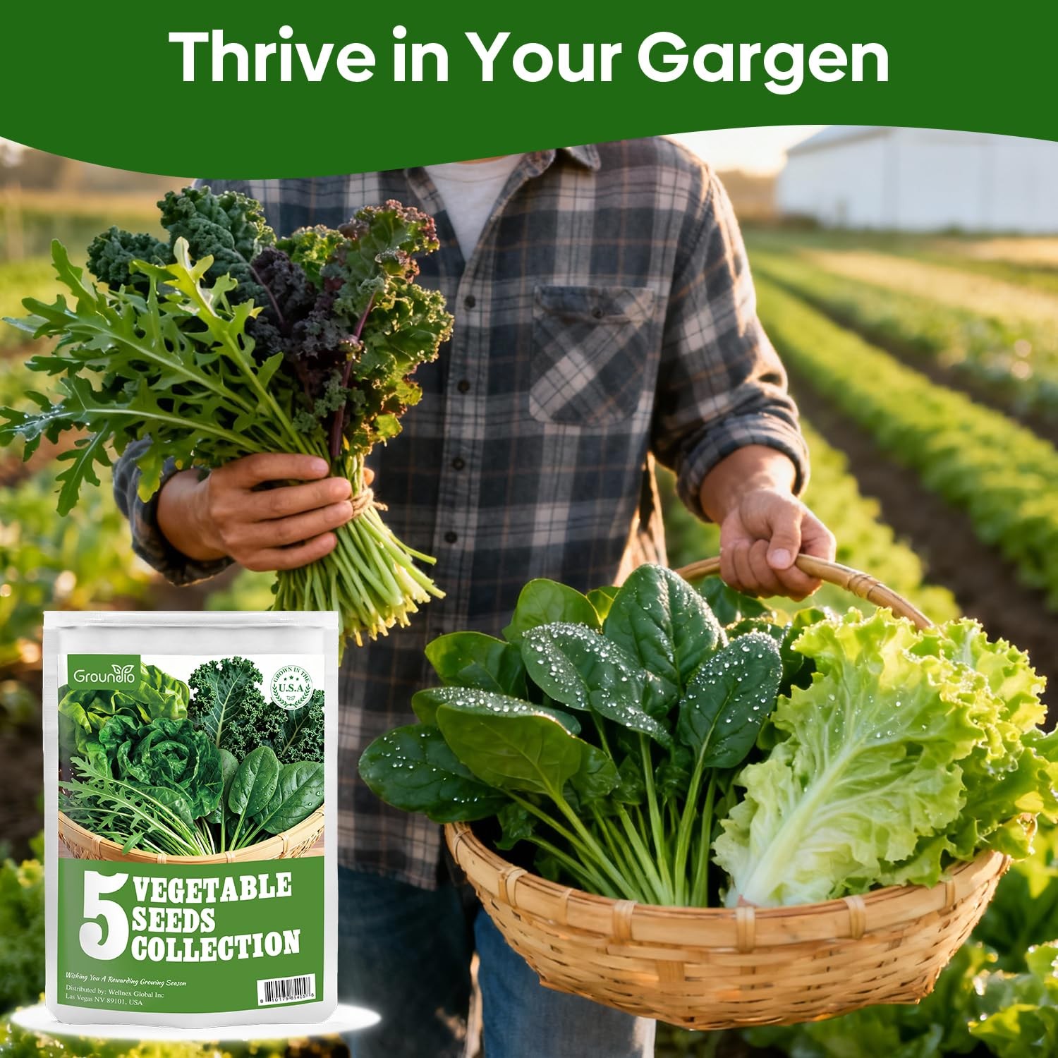 Non-GMO Heirloom Lettuce Seeds – 5 Varieties for Outdoor, Indoor, Hydroponic