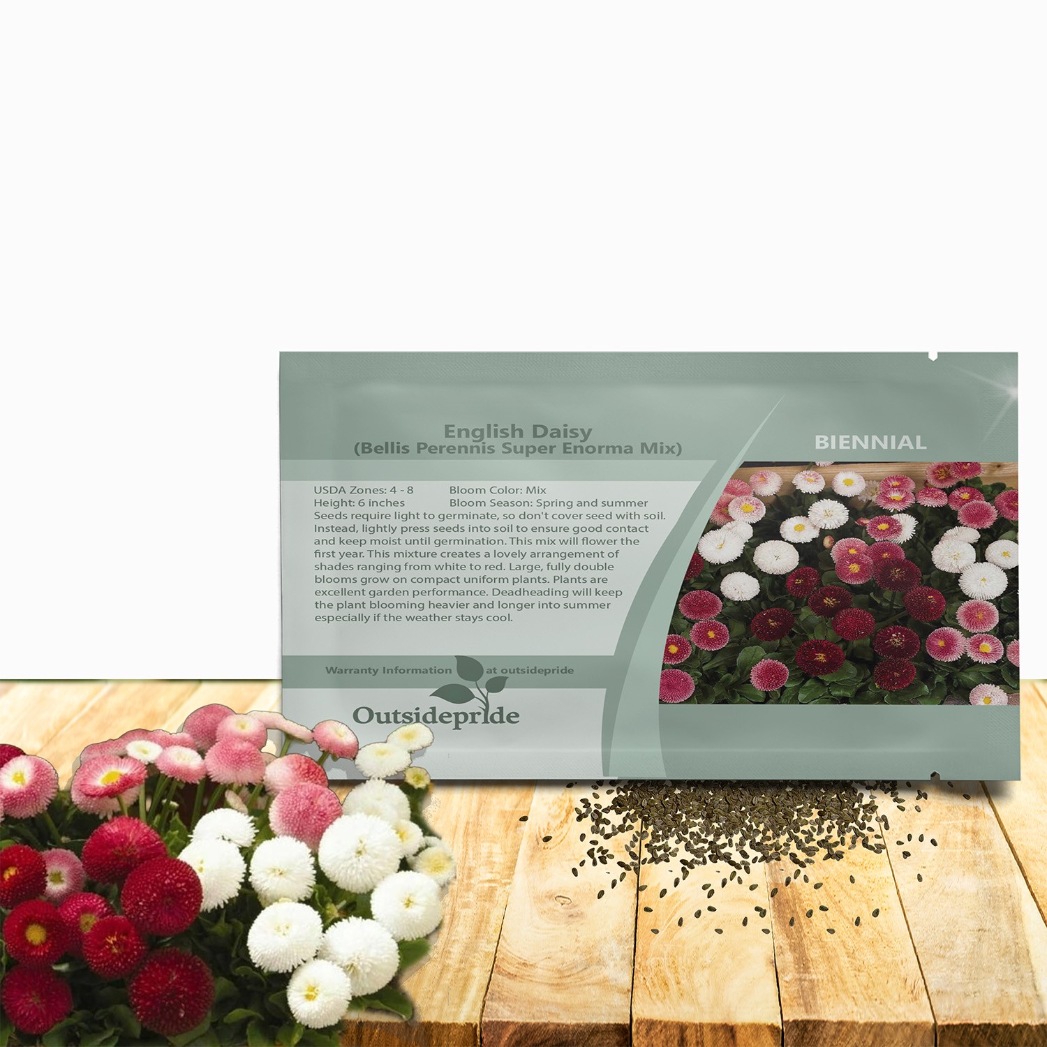 5000 Seeds English Daisy Seeds – Bellis Perennis Mix Flower Seed