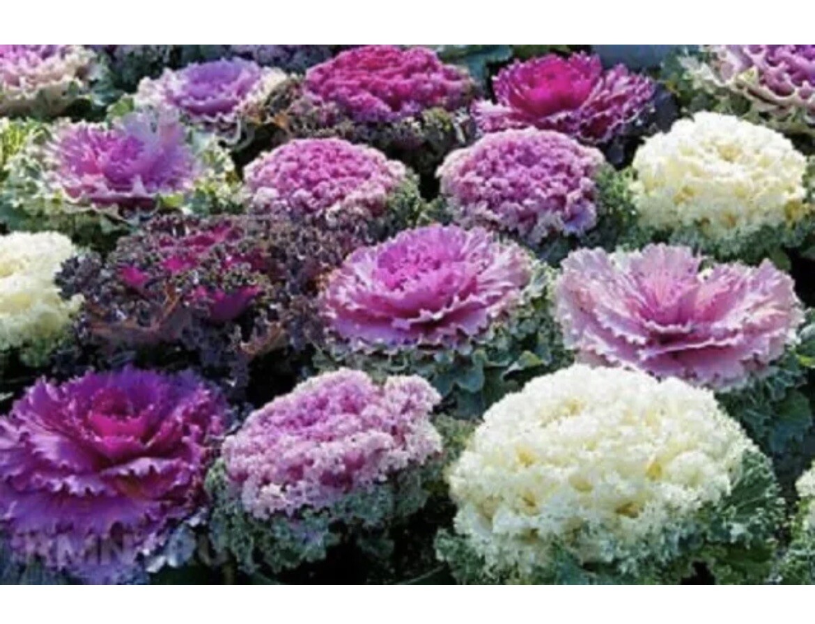 0.1gr Seeds Flowering Kale Ornamental Cabbage Large-Leaved Mix Bap Cai Nhieu Mau