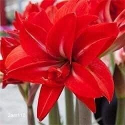 Jumbo Amaryllis “Double Delicious” 36+ cm – US Seller