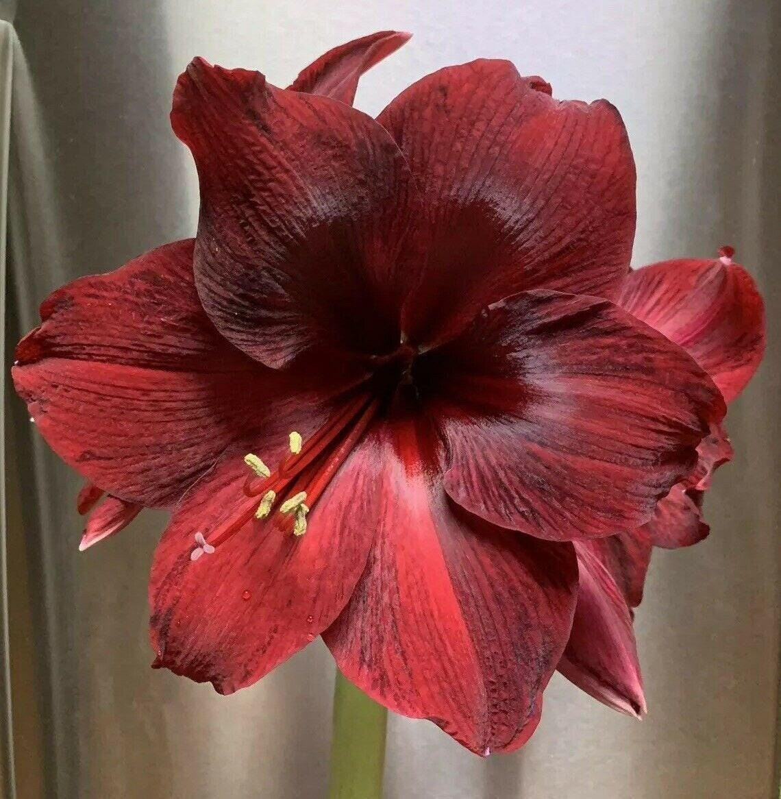 RED PEARL Extra Large Amaryllis 28-30 centimeters – US Seller