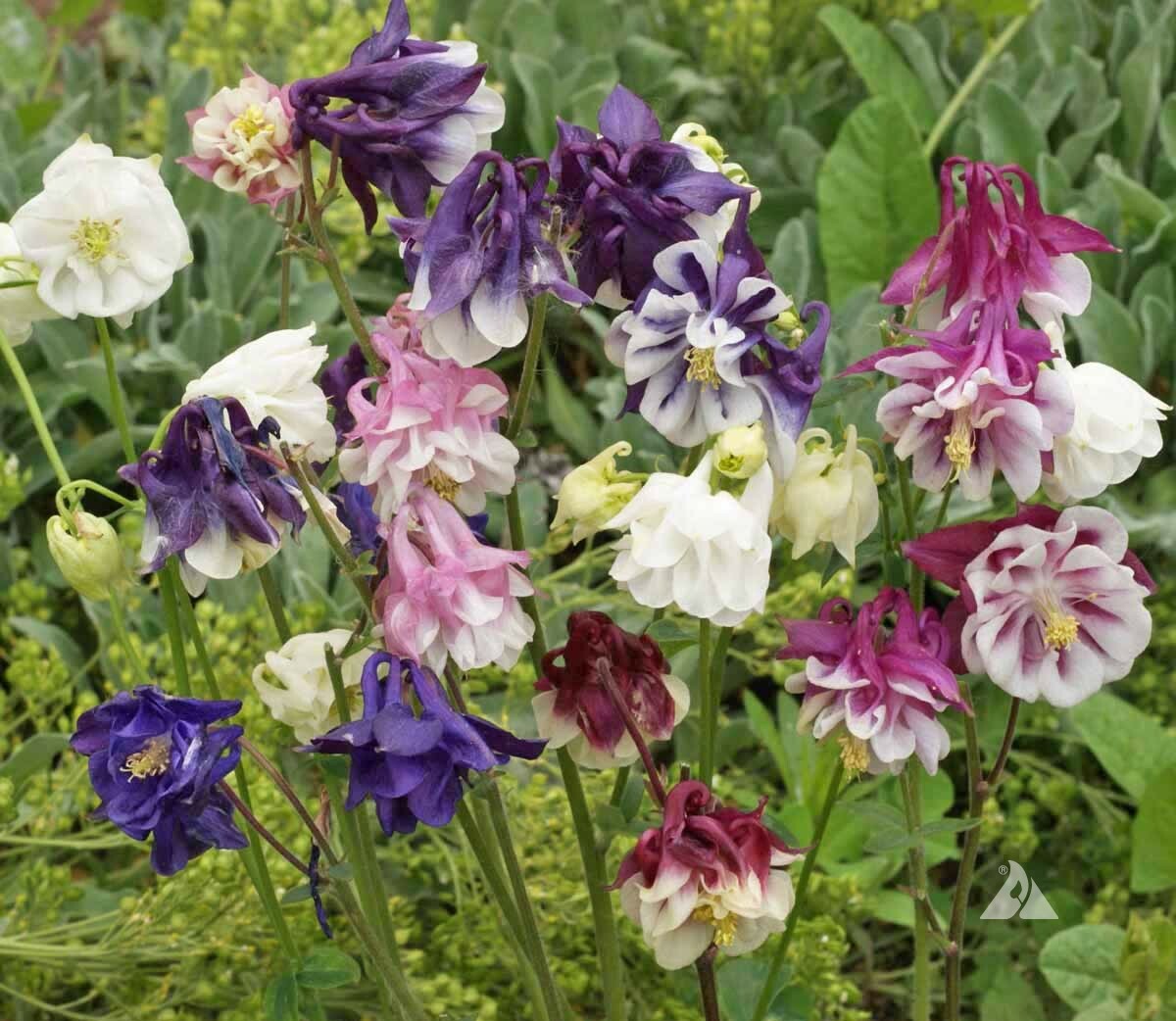 Columbine DWARF MIX Granny’s Bonnet Perennial Fall Planting Non-GMO 500 Seeds!