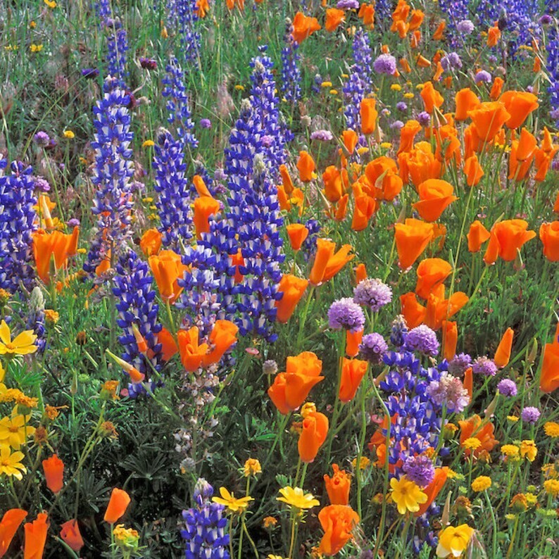 500+ Wildflower Mix HUMMINGBIRD BUTTERFLY SEEDS – Perennials Annuals Heirloom