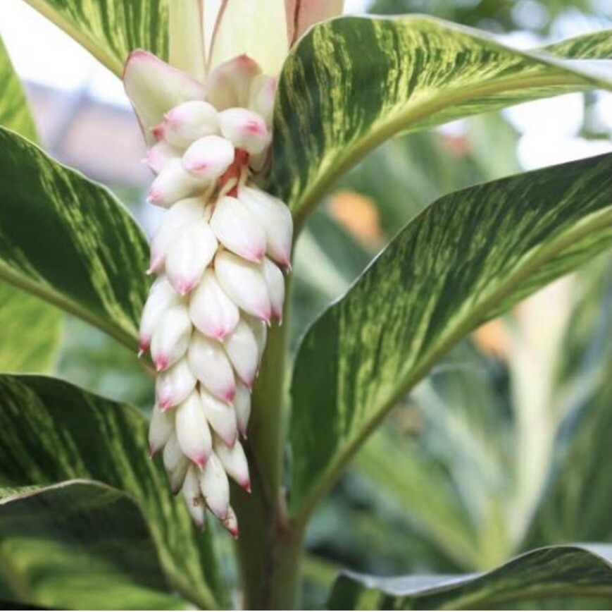 Variegated Shell Ginger (1) Rhizome Alpinia zerumbet 🌸