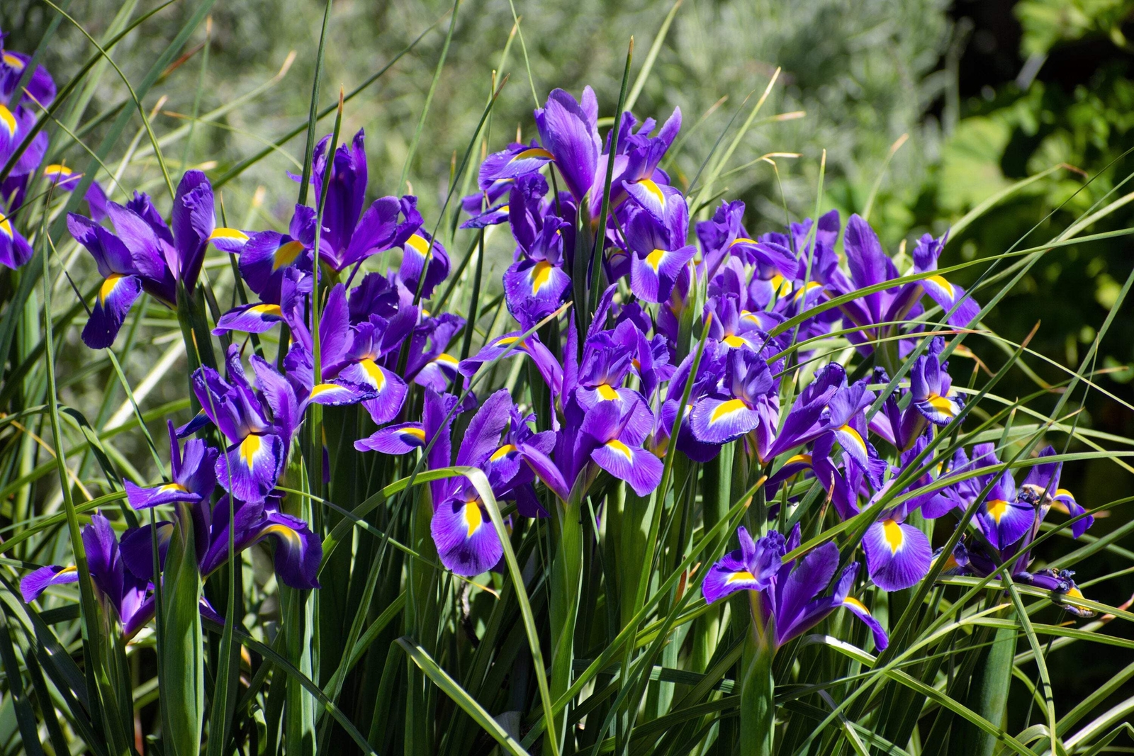 25 BLUE FLAG IRIS Versicolor Fragrant Native Purple Yellow White Flower Seeds