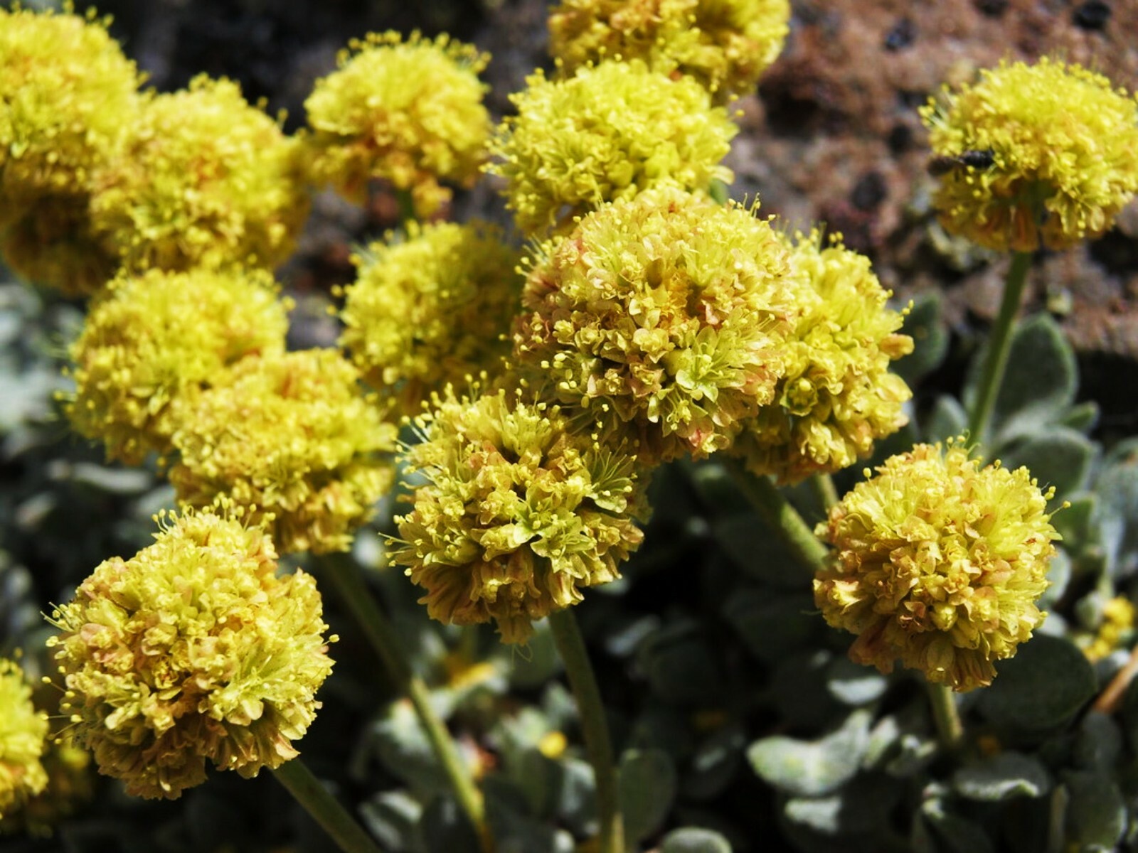 Sulphurflower BUCKWHEAT Flower Eriogonum umbellatum beautiful flower Yellow