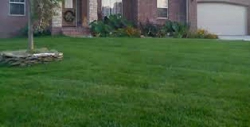 FALCON IV TURF TYPE FESCUE Grass Seed Disease Resistant Deep Green Color & Hardy