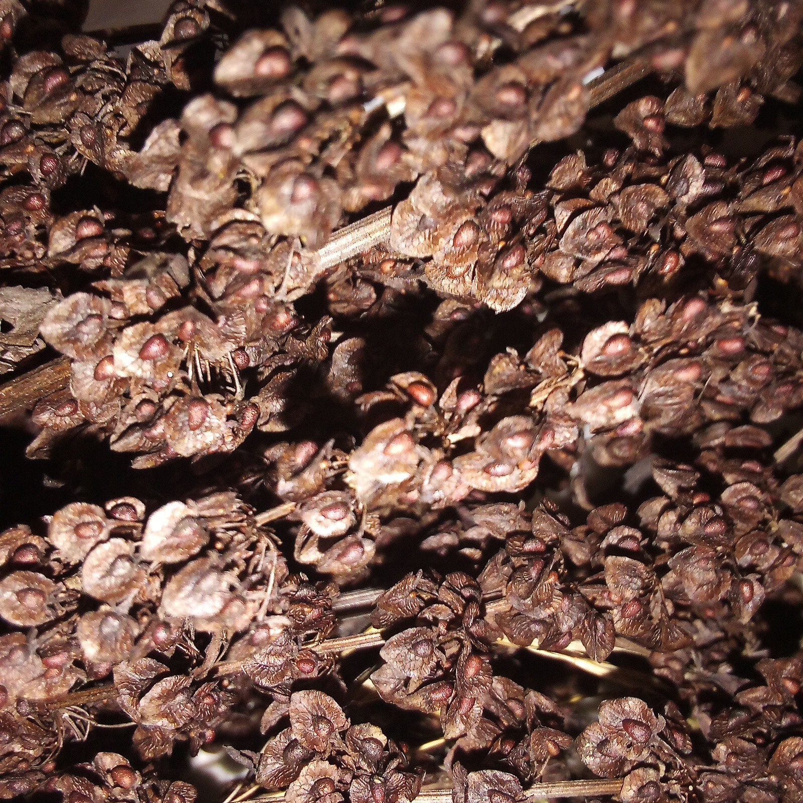 100+ Curly Dock Seeds (Rumex Crispus)