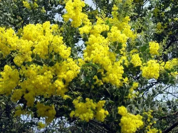 10 SWEET ACACIA Mimosa Tree Seeds (Acacia farnesiana) Wattle Flower Fast Growing