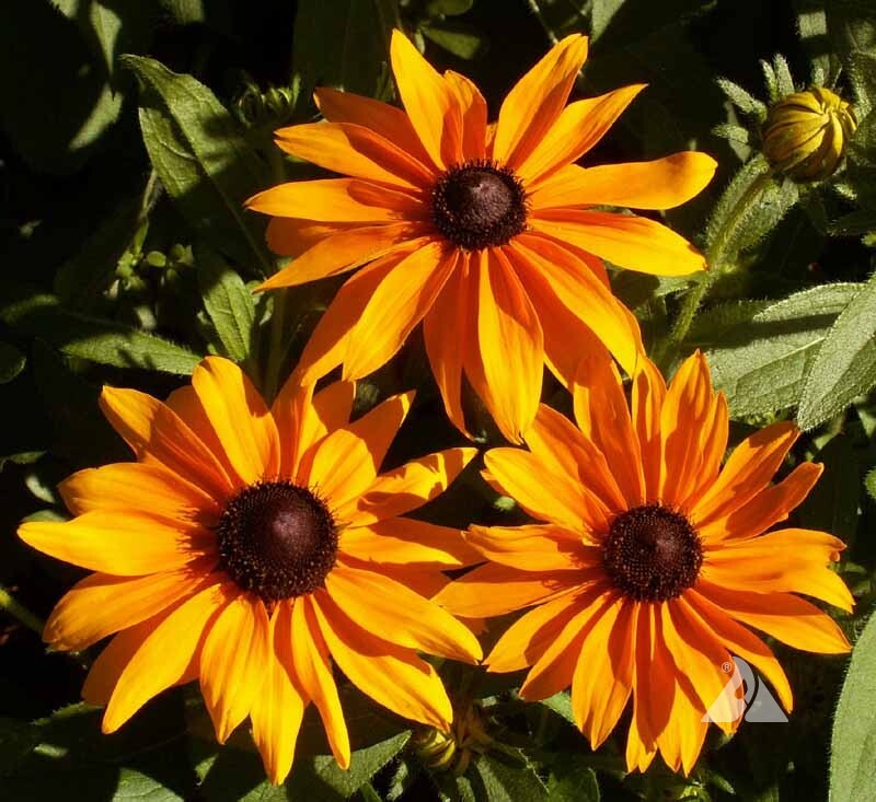 Rudbeckia hirta MARMALADE BLACK EYED SUSAN – PERENNIAL Seeds!