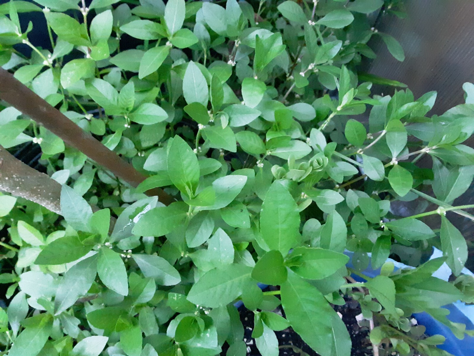 200+Sessile Joyweed/Ponnanganni/Mukunuwenna/Dwarf Copperleaf/Alternanthera Seeds