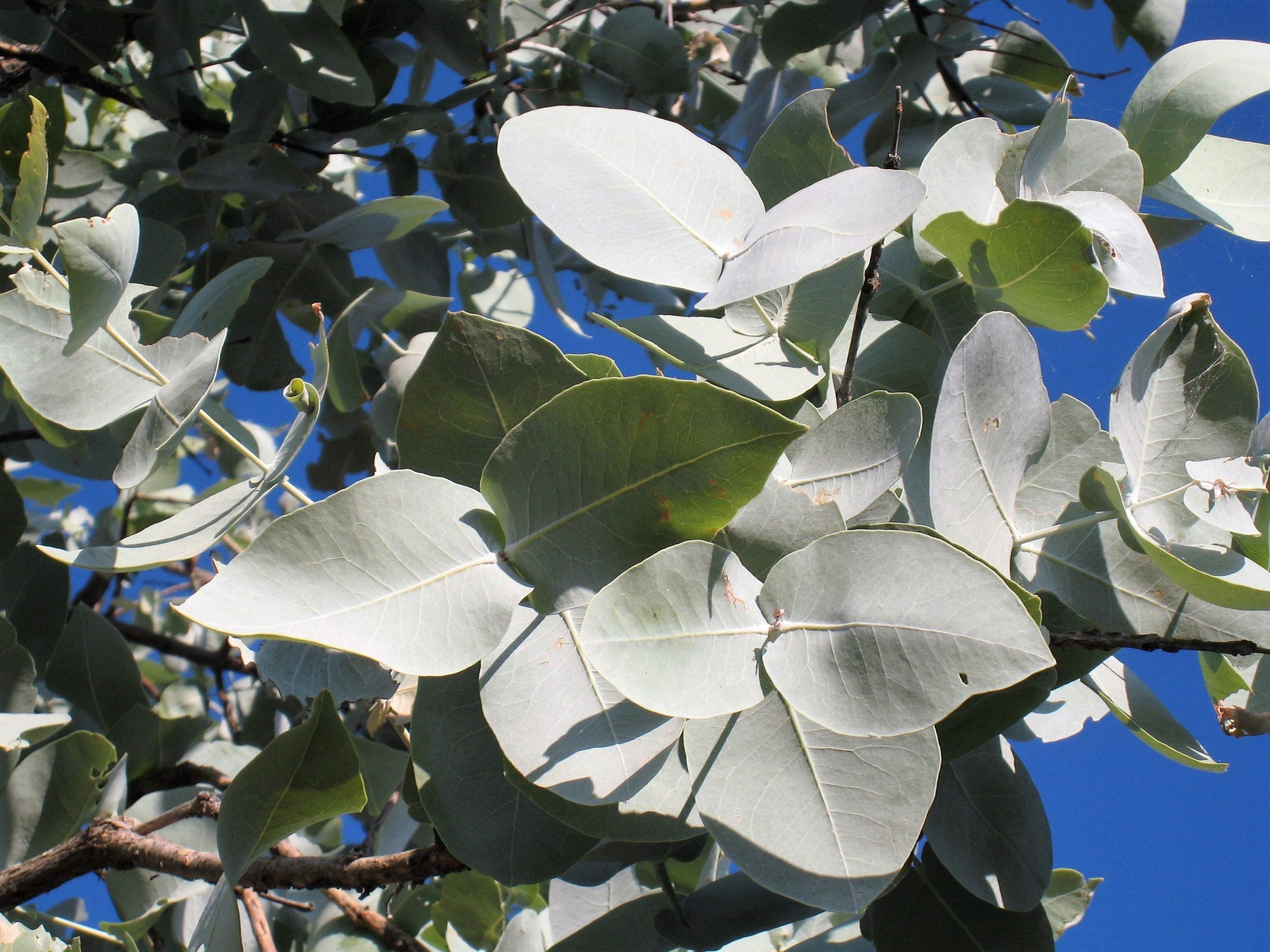 10 SILVER BOX EUCALYPTUS Pruinosa Silvery Blue-Green Foliage Yellow Flower Seeds