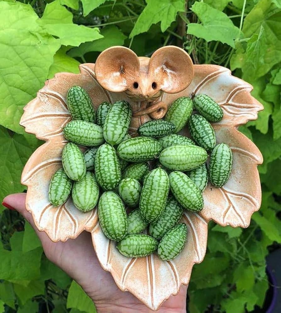 Mexican Sour Gherkin Cucumber Cucamelon Seeds (25) / SUPER RARE / EASY